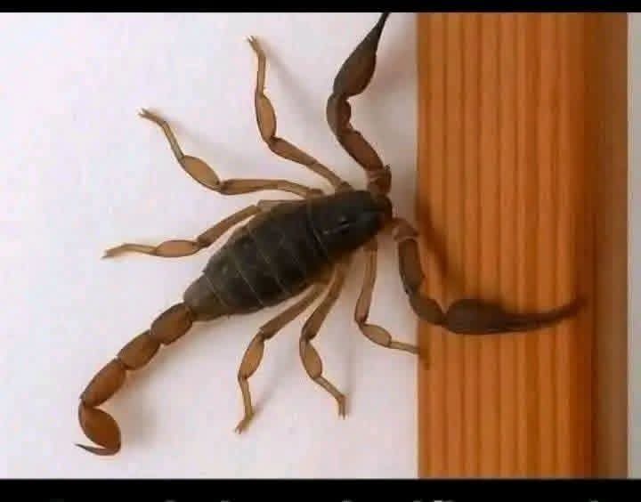 Sabias que los Alacranes Visitan cuando … Ver más