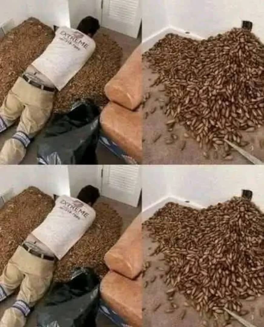 Un hombre notó fuerte olor en su casa, tras abrir la pared, descu… Ver más