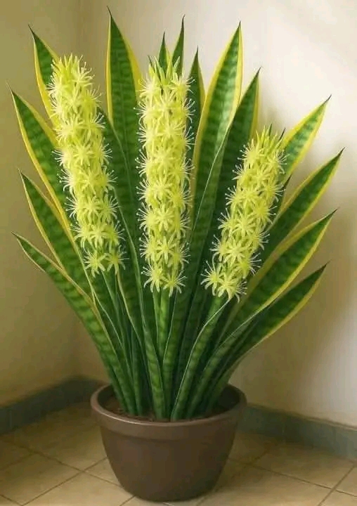 Cómo hacer que tu Planta Lengua de Suegra florezca como nunca antes con este truco…..ver más